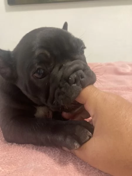 Bulldog Francese | Foto 3