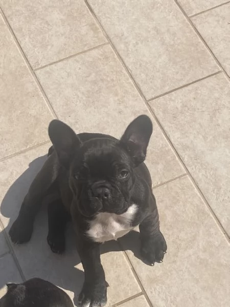 Bulldog Francese | Foto 2