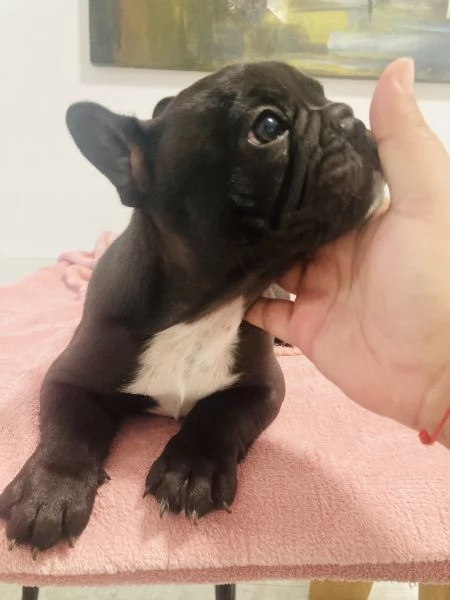 Bulldog Francese | Foto 1