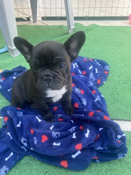 Bulldog Francese | Foto 0