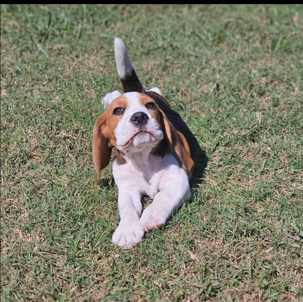 Regalo Cucciolo beagle  | Foto 0