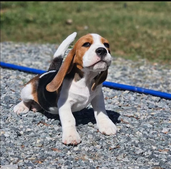 Regalo Cucciolo beagle 