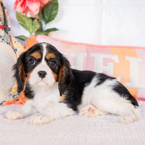 Cucciolo cavalier King Charles  | Foto 0