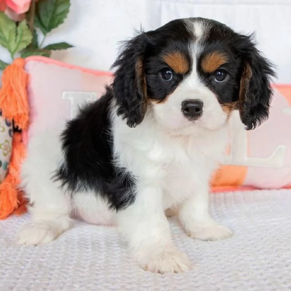Cucciolo cavalier King Charles 