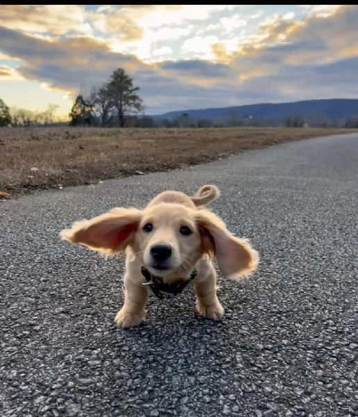 Cucciolo bassotto nano maschio e femmina 