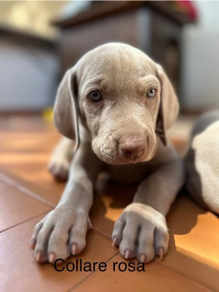 Cuccioli di WEIMARANER 