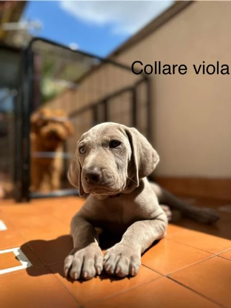 Cuccioli di WEIMARANER  | Foto 3