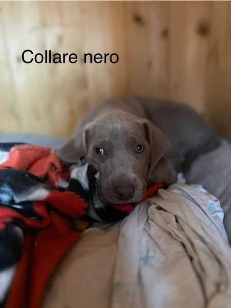 Cuccioli di WEIMARANER  | Foto 2