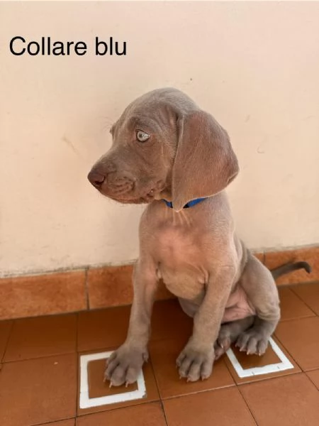 Cuccioli di WEIMARANER  | Foto 1