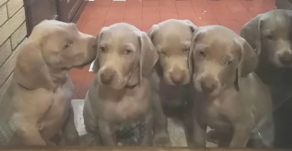 Cuccioli di WEIMARANER  | Foto 0