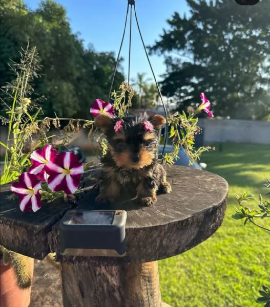 Cuccioli di Yorkshire Terrier maschi e femmine in cerca di una nuova casa
