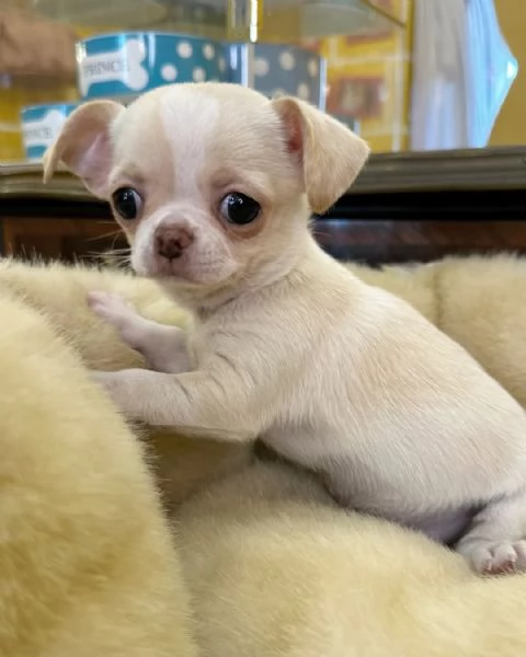 Cuccioli di Chihuahua di razza pura disponibili