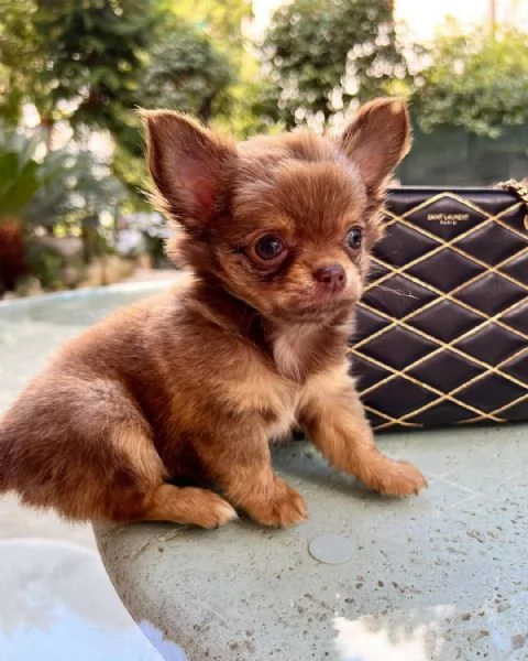 Cuccioli di Chihuahua di razza pura disponibili | Foto 0