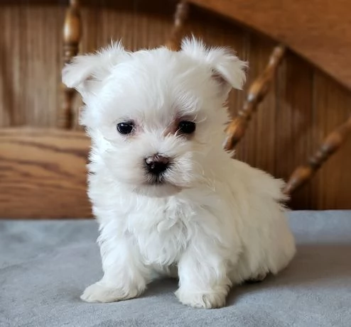 Cuccioli di Maltese disponibili