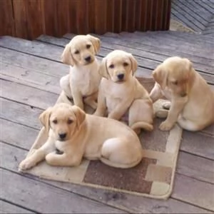 Cuccioli di Labrador Retriever in cerca di una casa per sempre