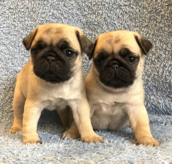 Bellissimi cuccioli di cuccioli di carlino !