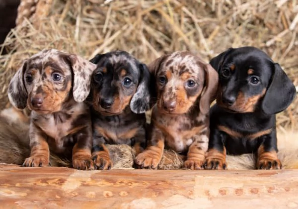 Cuccioli di bassotto in cerca di una casa per sempre