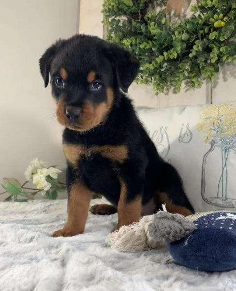 Cuccioli di Rottweiler di razza pura disponibili