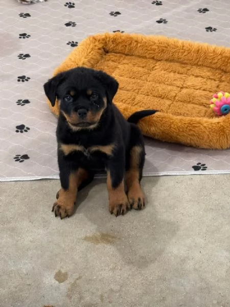 Cuccioli di Rottweiler di razza pura disponibili | Foto 1