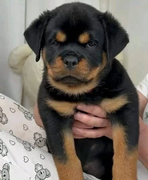 Cuccioli di Rottweiler di razza pura disponibili | Foto 0