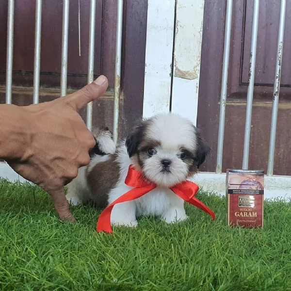 Cuccioli di cuccioli di shih tzu maschi e femmine in cerca di una nuova casa | Foto 1