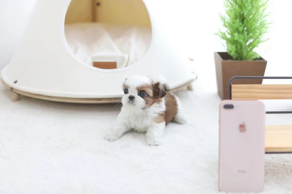 Cuccioli di cuccioli di shih tzu maschi e femmine in cerca di una nuova casa | Foto 0