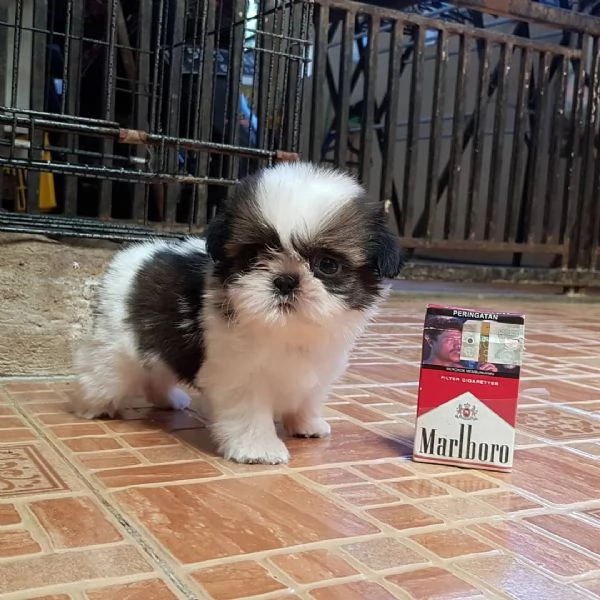 Cuccioli di cuccioli di shih tzu maschi e femmine in cerca di una nuova casa