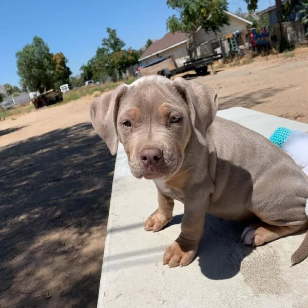 Bellissimi cuccioli di cuccioli di pitbull!