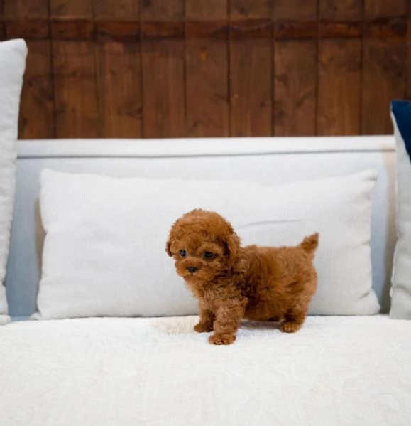 cuccioli di barboncino maschi e femmine in cerca di una nuova casa | Foto 0