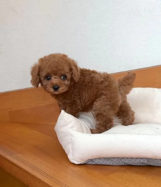 cuccioli di barboncino maschi e femmine in cerca di una nuova casa