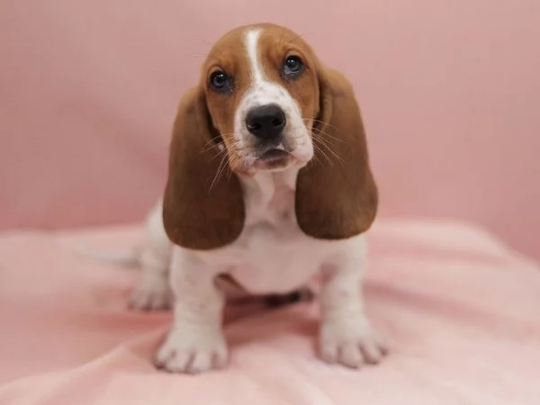 Cuccioli di Basset Hound in cerca di una casa per sempre | Foto 0