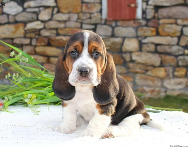 Cuccioli di Basset Hound in cerca di una casa per sempre