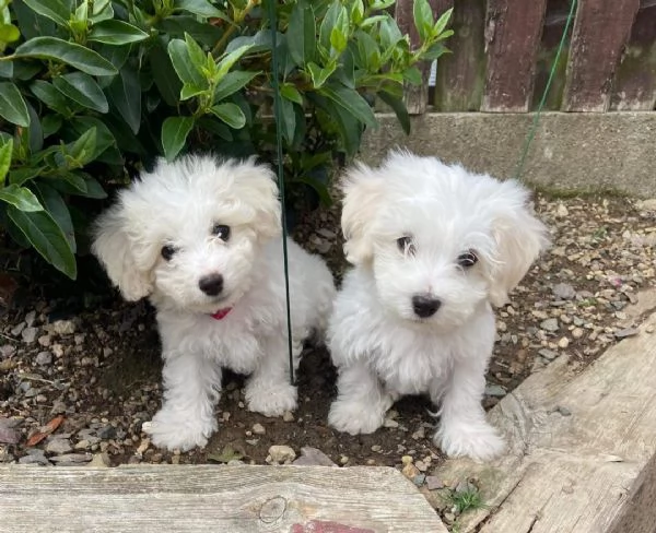 Cuccioli di Bichon Frisé disponibili