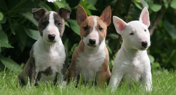 Cuccioli di Bull Terrier di razza pura disponibili