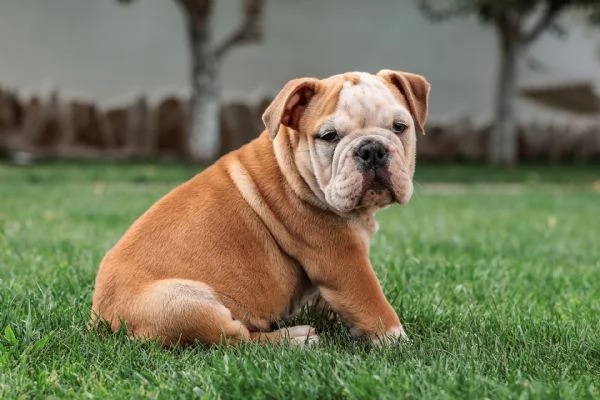 Bellissimi  Cuccioli di bulldog inglese!