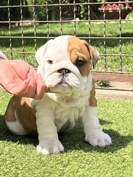Bellissimi  Cuccioli di bulldog inglese! | Foto 0