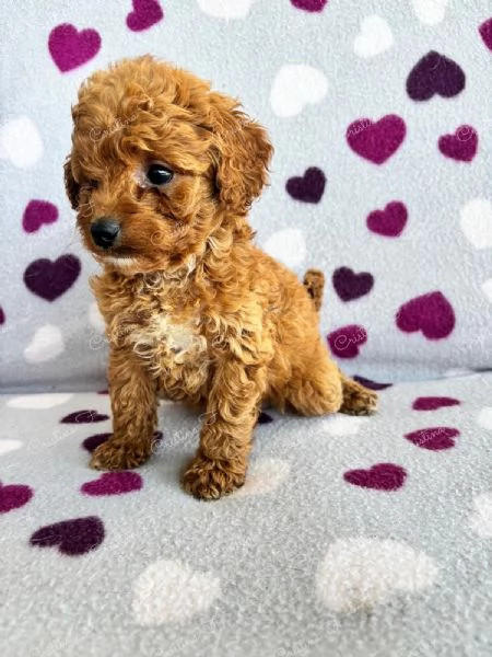 BARBONCINO NANO | Foto 2