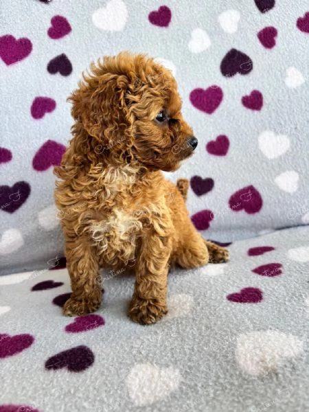 BARBONCINO NANO | Foto 1