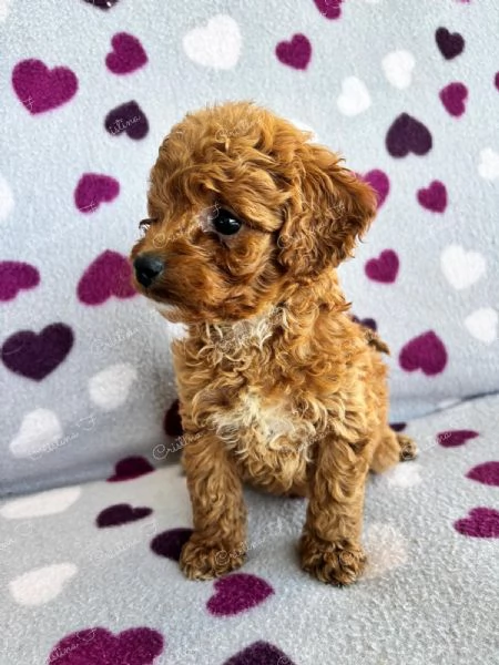 BARBONCINO NANO | Foto 0