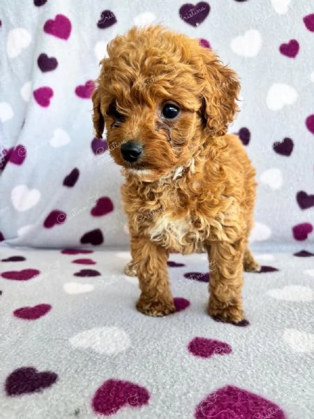 Code scodinzolanti cercano famiglia – Cuccioli super coccolosi in arrivo! | Foto 4