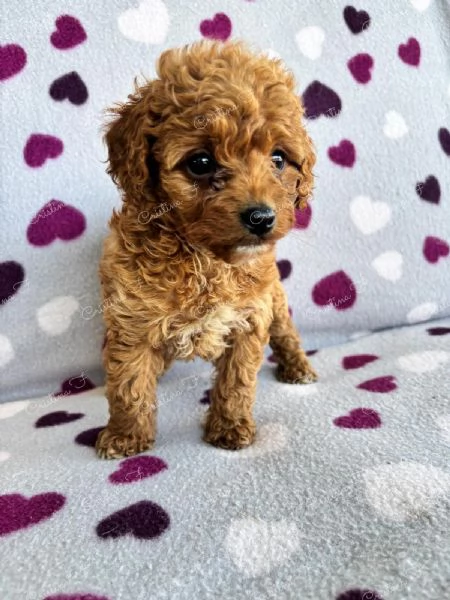 Code scodinzolanti cercano famiglia – Cuccioli super coccolosi in arrivo! | Foto 3