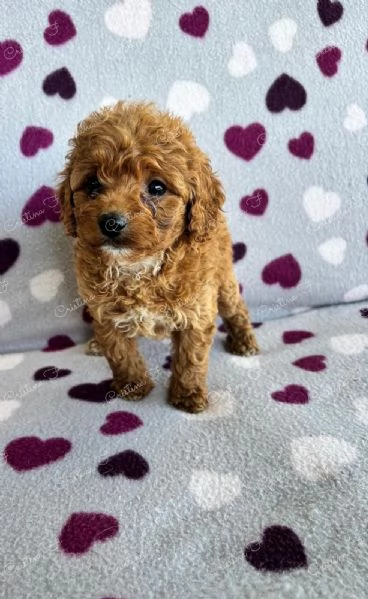 Code scodinzolanti cercano famiglia – Cuccioli super coccolosi in arrivo! | Foto 2