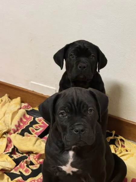 Cuccioli di cane corso vendesi