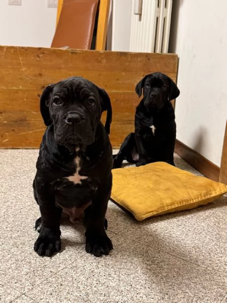 Cuccioli di cane corso vendesi | Foto 1