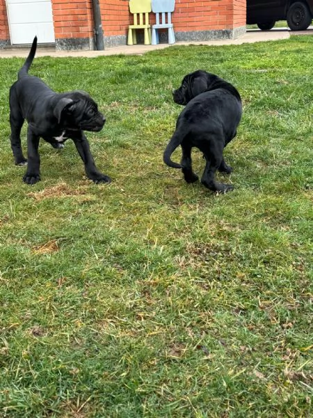 Cuccioli di cane corso vendesi | Foto 0