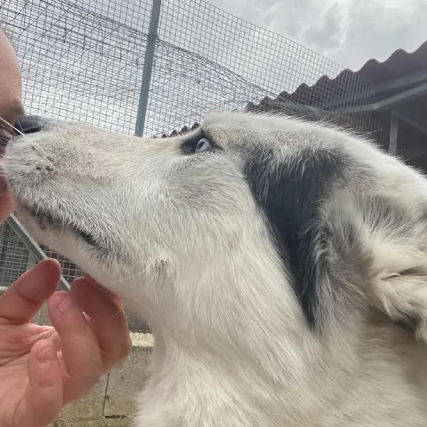 BLADE dolce ed affettuoso INCROCIO HUSKY cerca casa | Foto 4