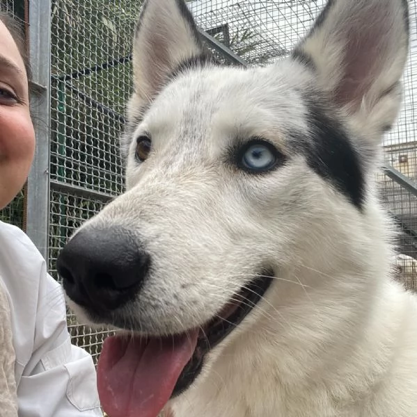 BLADE dolce ed affettuoso INCROCIO HUSKY cerca casa | Foto 3