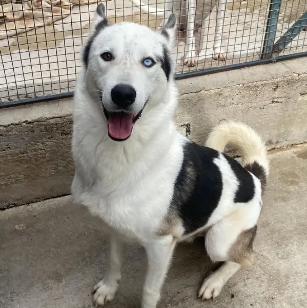 BLADE dolce ed affettuoso INCROCIO HUSKY cerca casa | Foto 2