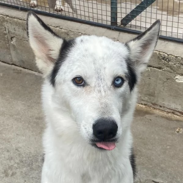 BLADE dolce ed affettuoso INCROCIO HUSKY cerca casa | Foto 1