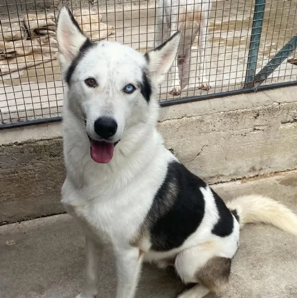 BLADE dolce ed affettuoso INCROCIO HUSKY cerca casa